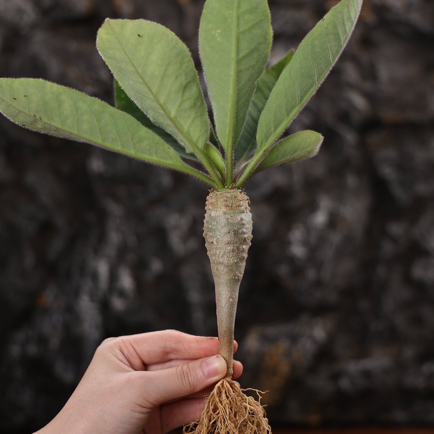 Euphorbia ankarensis