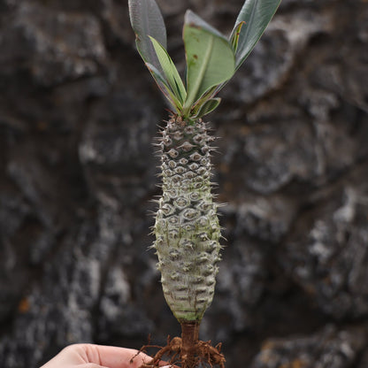 Euphorbia pachypodioides