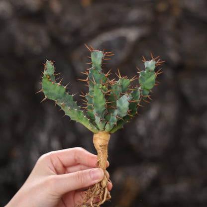 Euphorbia clavigera (blue multi-headed ssp.)