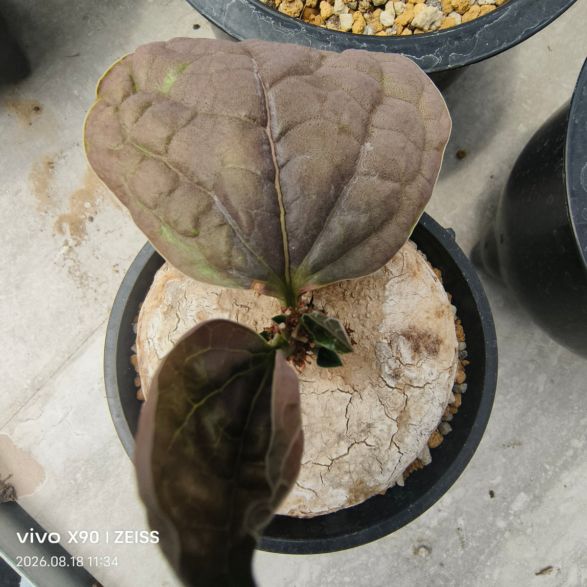 Adenia ovata
