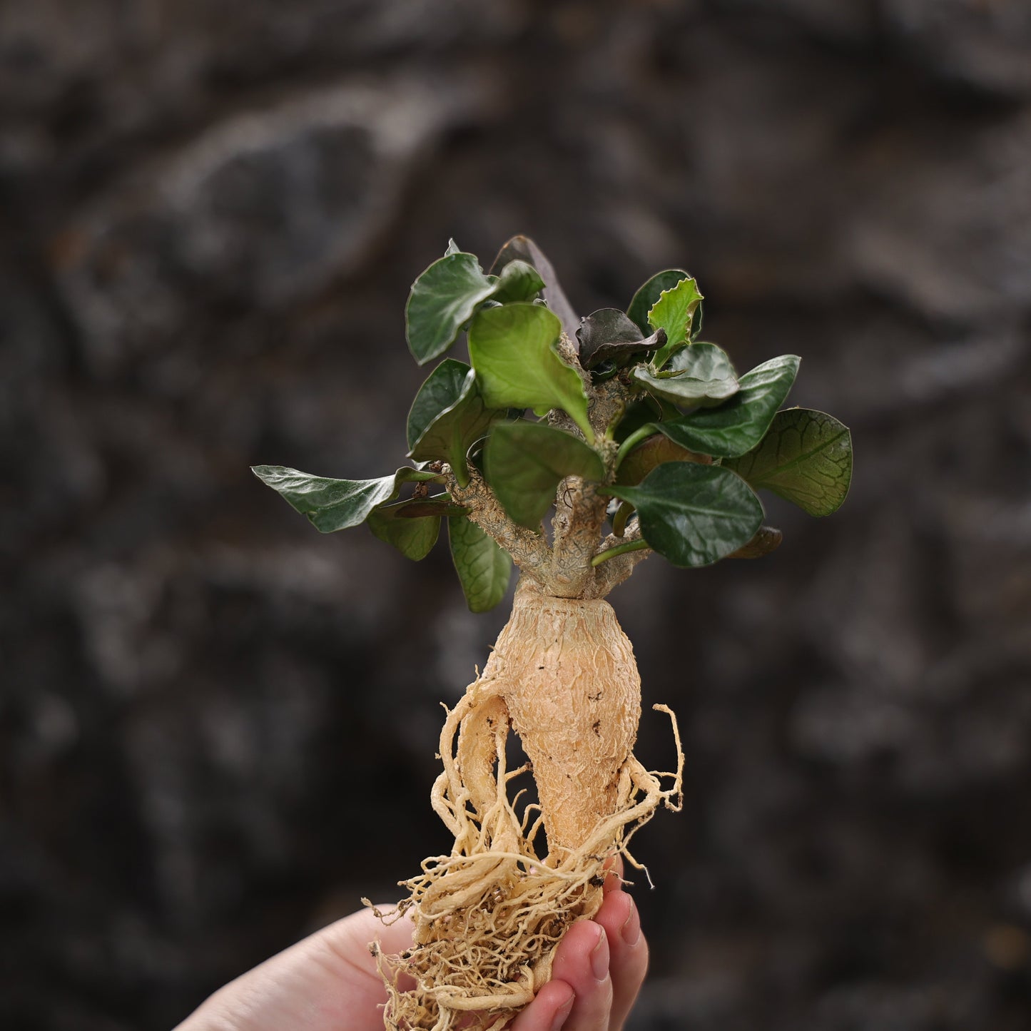 Euphorbia ambovombensis