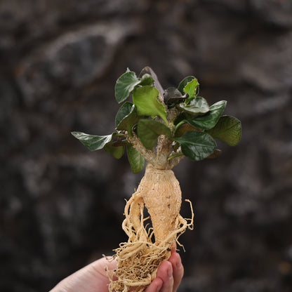 Euphorbia ambovombensis