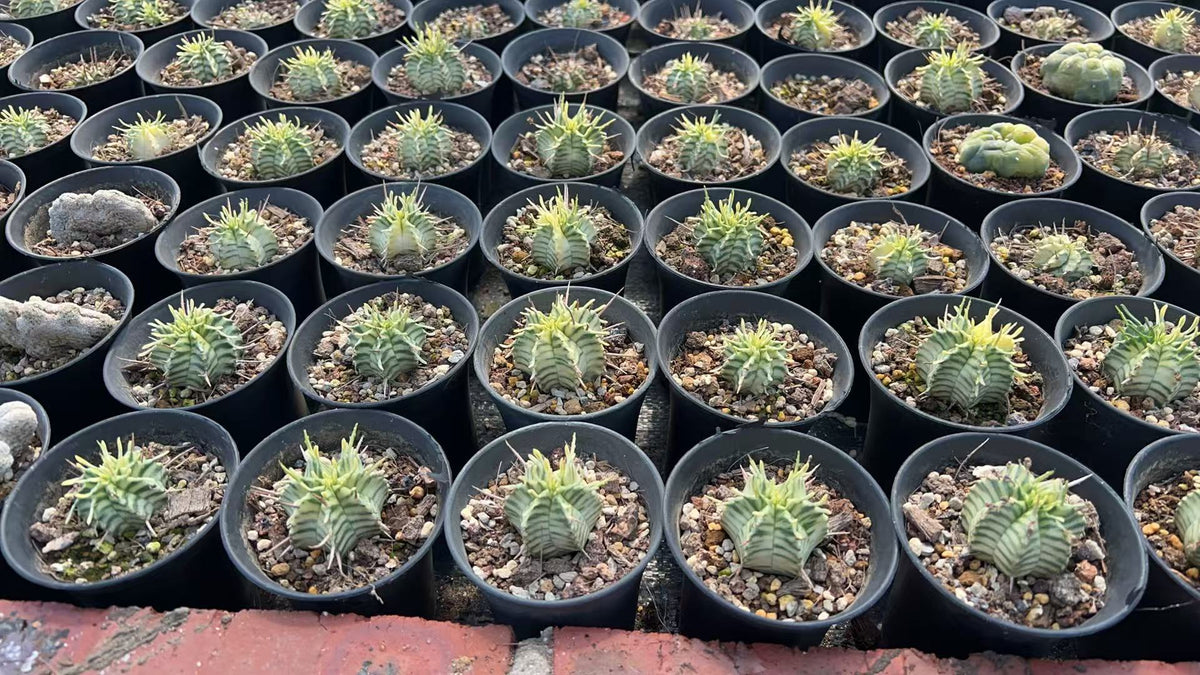 Euphorbia pulvinata 'Variegata' ｜Euphorbia meloformis 'Variegata'-Euphorbia-W4cm&W7.5cm-image-4