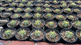 Euphorbia pulvinata 'Variegata' ｜Euphorbia meloformis 'Variegata'-Euphorbia-W4cm&W7.5cm-image-4