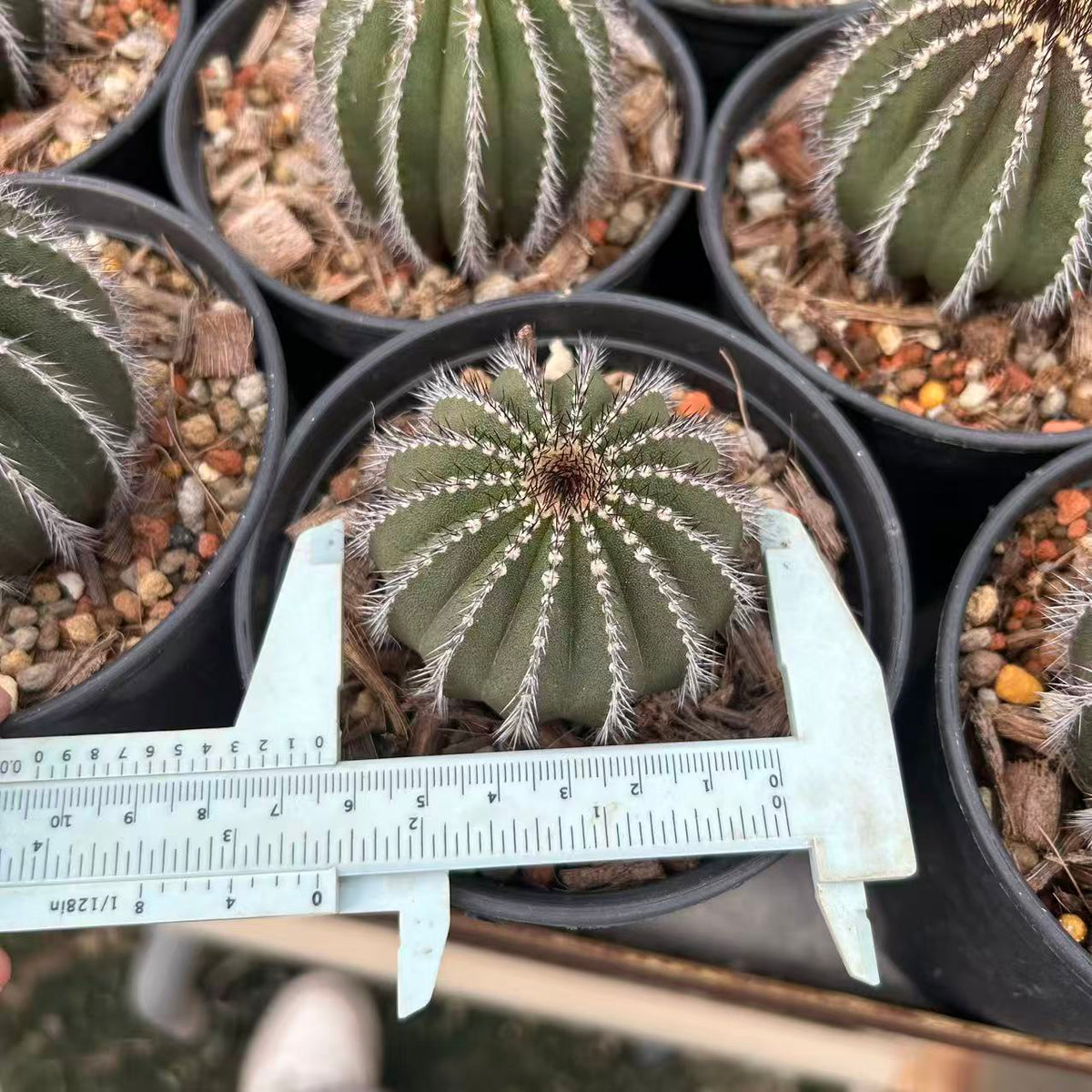Uebelmannia pectinifera — Same Size Shipped, W6.5cm, Offset