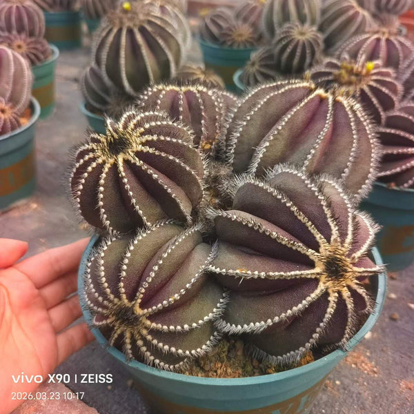 Uebelmannia pectinifera - BotanicalCollector