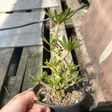 Dorstenia gigas bullata — plant photograph 9