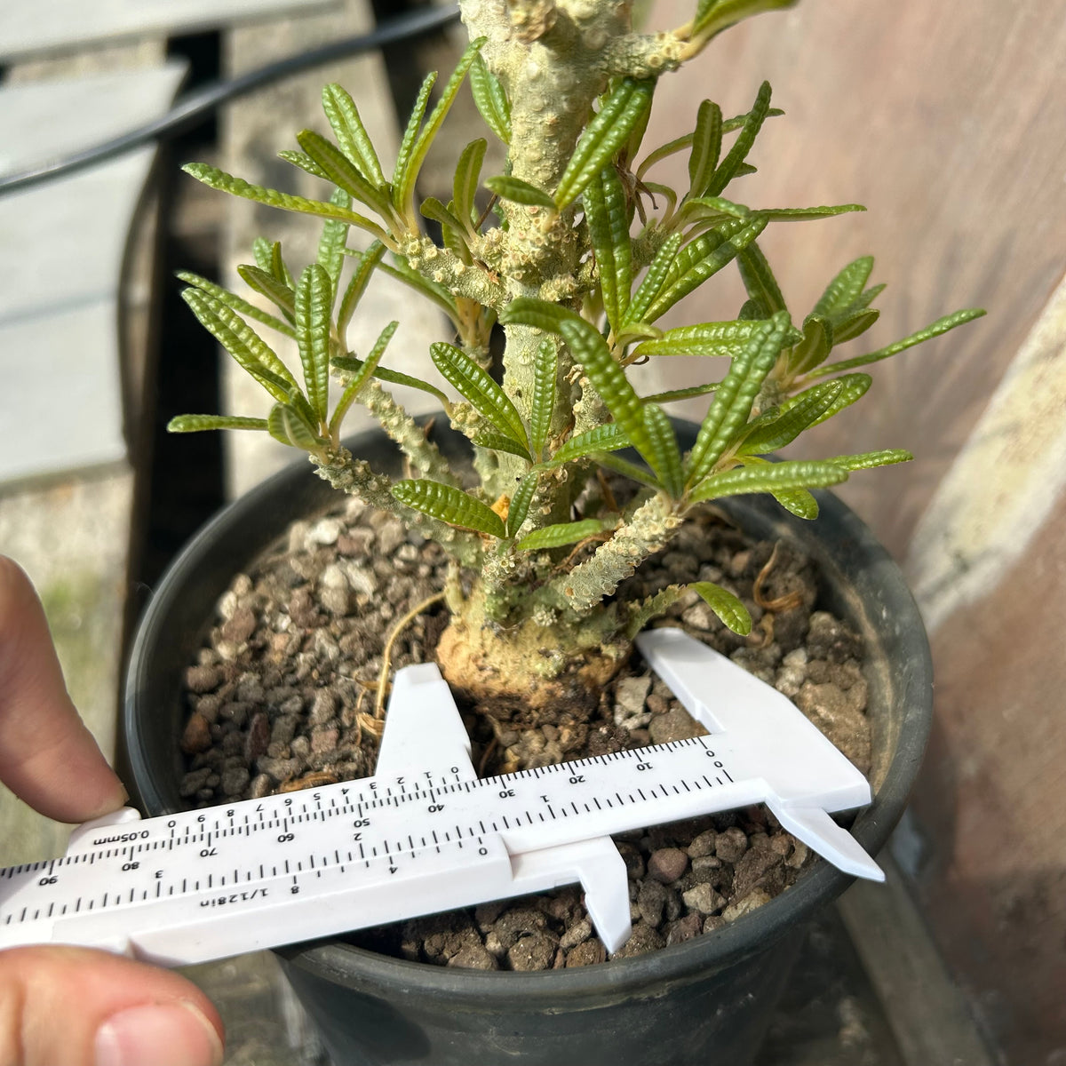 Dorstenia gigas bullata — plant photograph 10