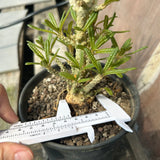 Dorstenia gigas bullata — plant photograph 10