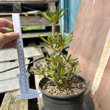 Dorstenia gigas bullata — plant photograph 11