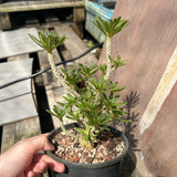 Dorstenia gigas bullata — plant photograph 5