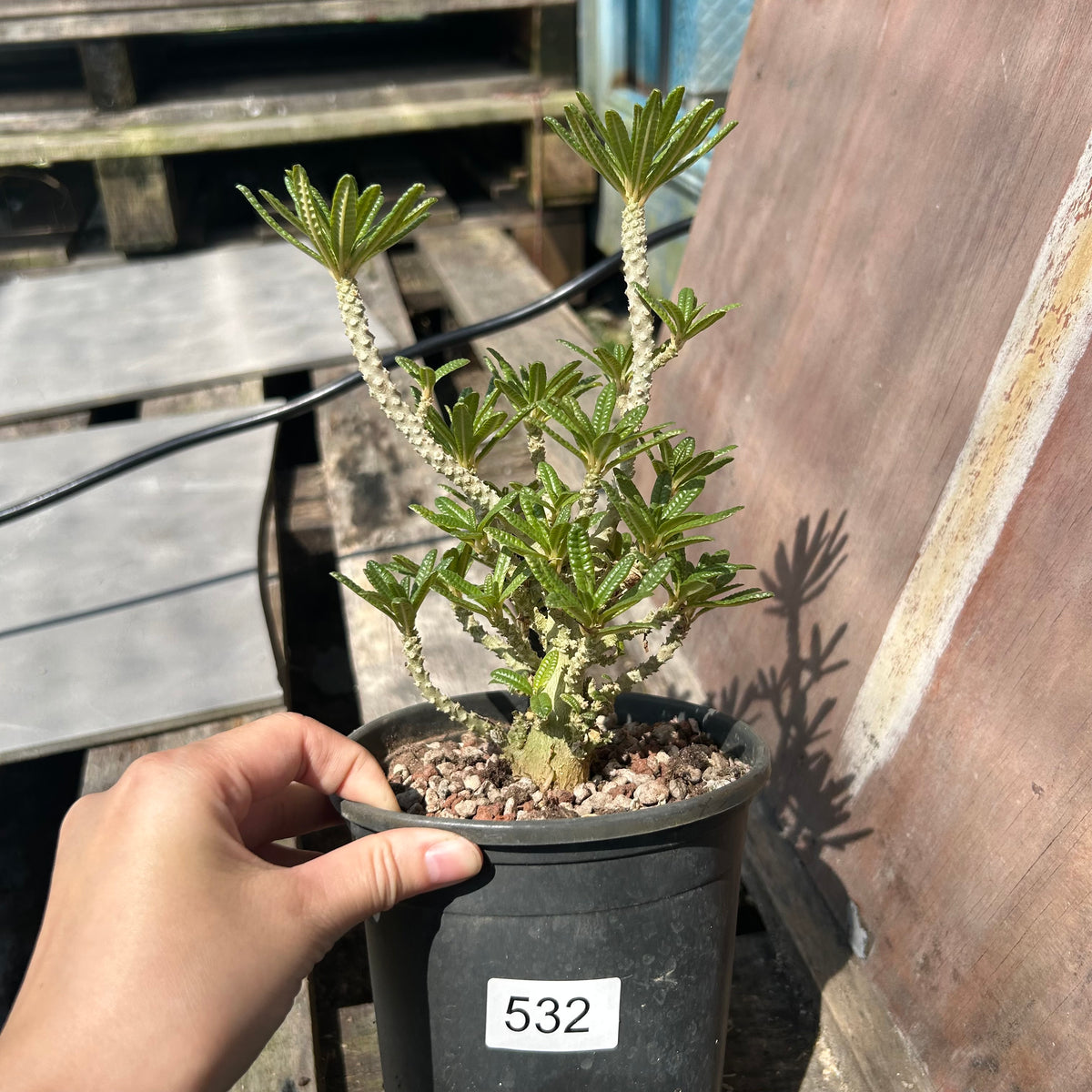 Dorstenia gigas bullata — plant photograph 8