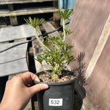 Dorstenia gigas bullata — plant photograph 8
