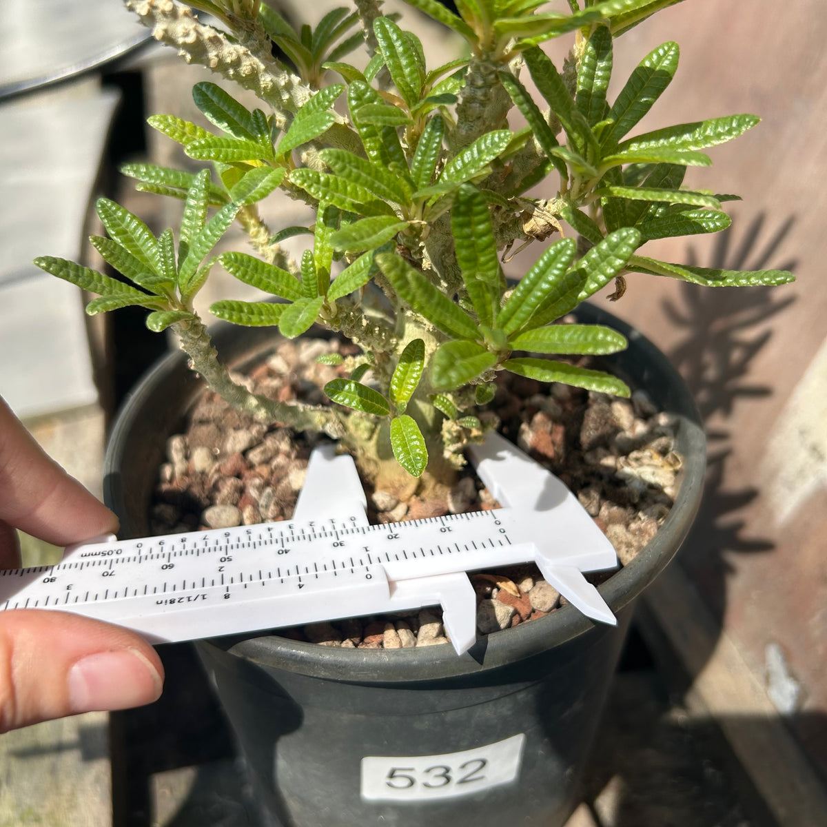 Dorstenia gigas bullata — plant photograph 6