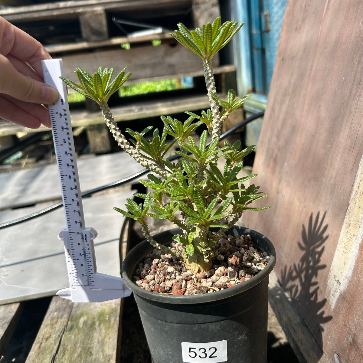 Dorstenia gigas bullata — plant photograph 7