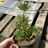 Dorstenia gigas bullata — plant photograph 1