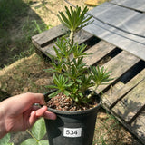 Dorstenia gigas bullata — plant photograph 4