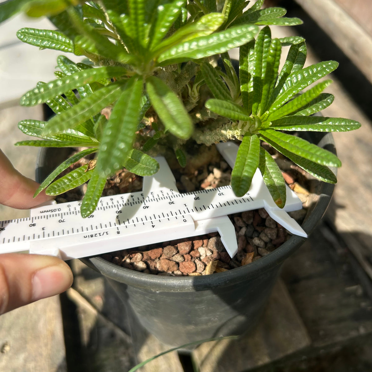 Dorstenia gigas bullata — plant photograph 2