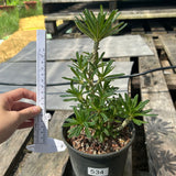 Dorstenia gigas bullata — plant photograph 3