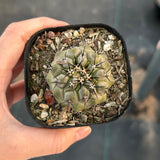 Copiapoa cinerea