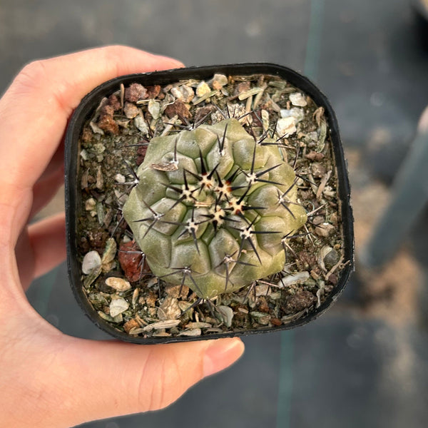 Copiapoa cinerea