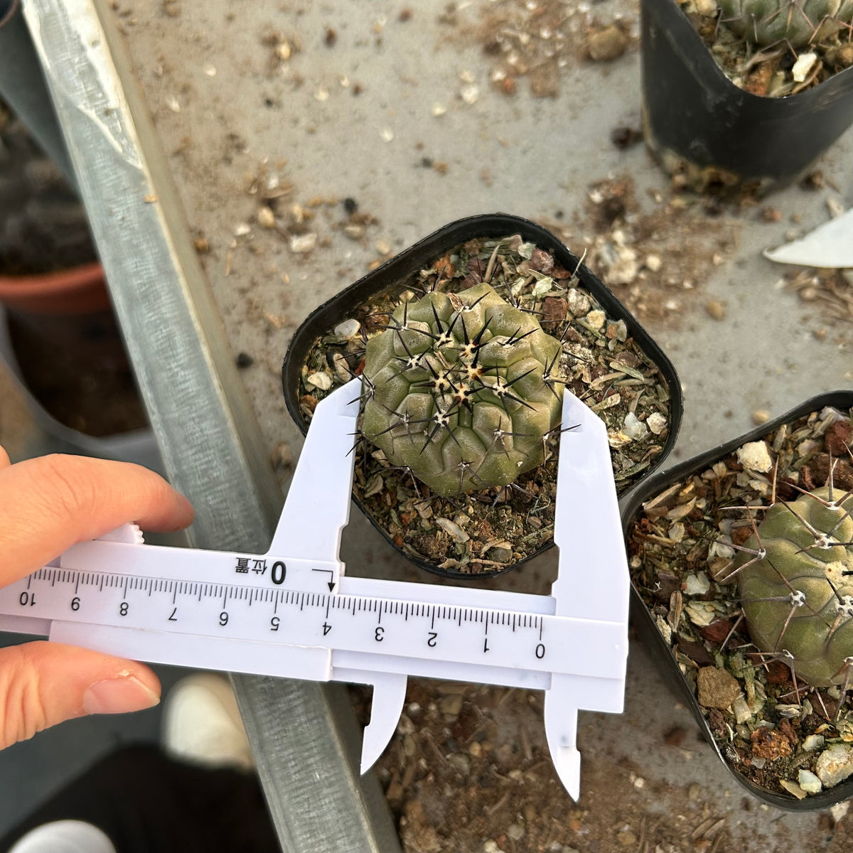Copiapoa cinerea