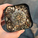 Copiapoa cinerea