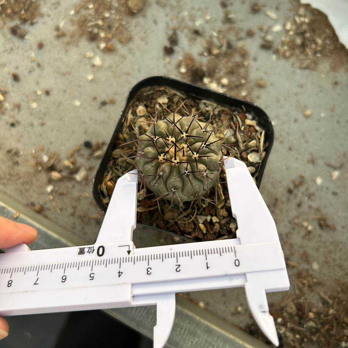 Copiapoa cinerea