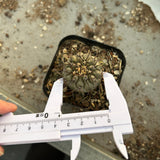 Copiapoa cinerea
