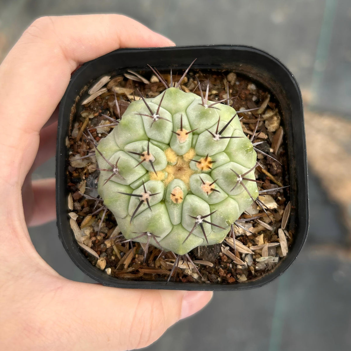 Copiapoa cinerea