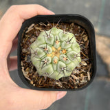 Copiapoa cinerea