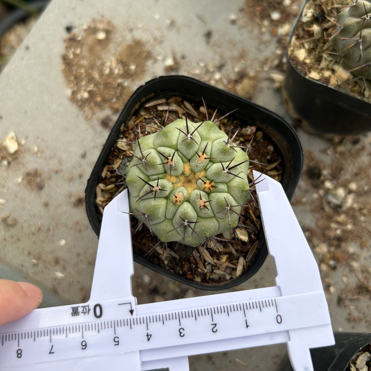 Copiapoa cinerea