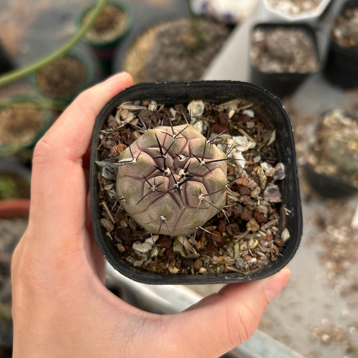 Copiapoa cinerea