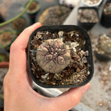 Copiapoa cinerea