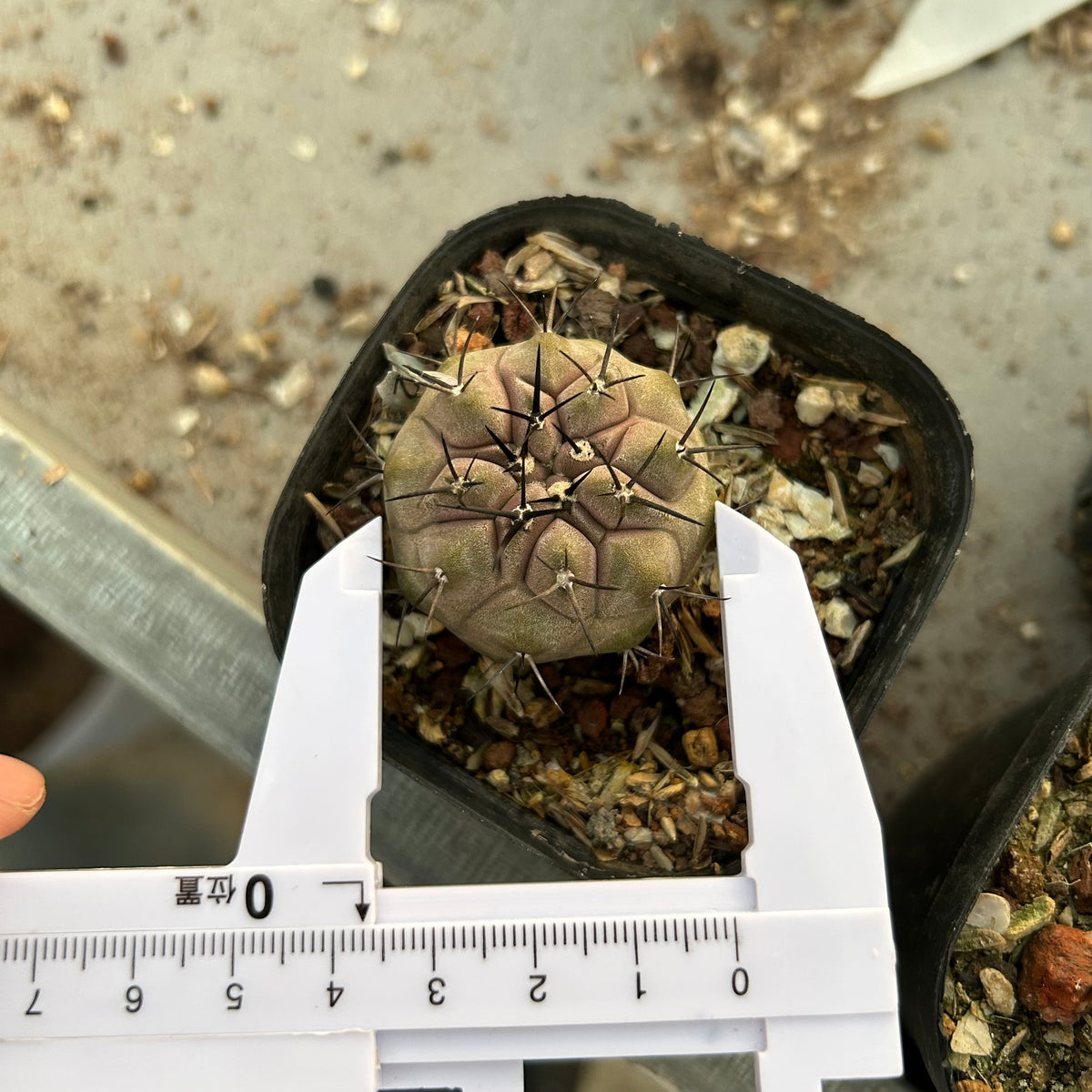 Copiapoa cinerea