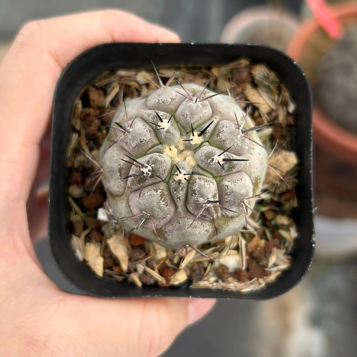 Copiapoa cinerea