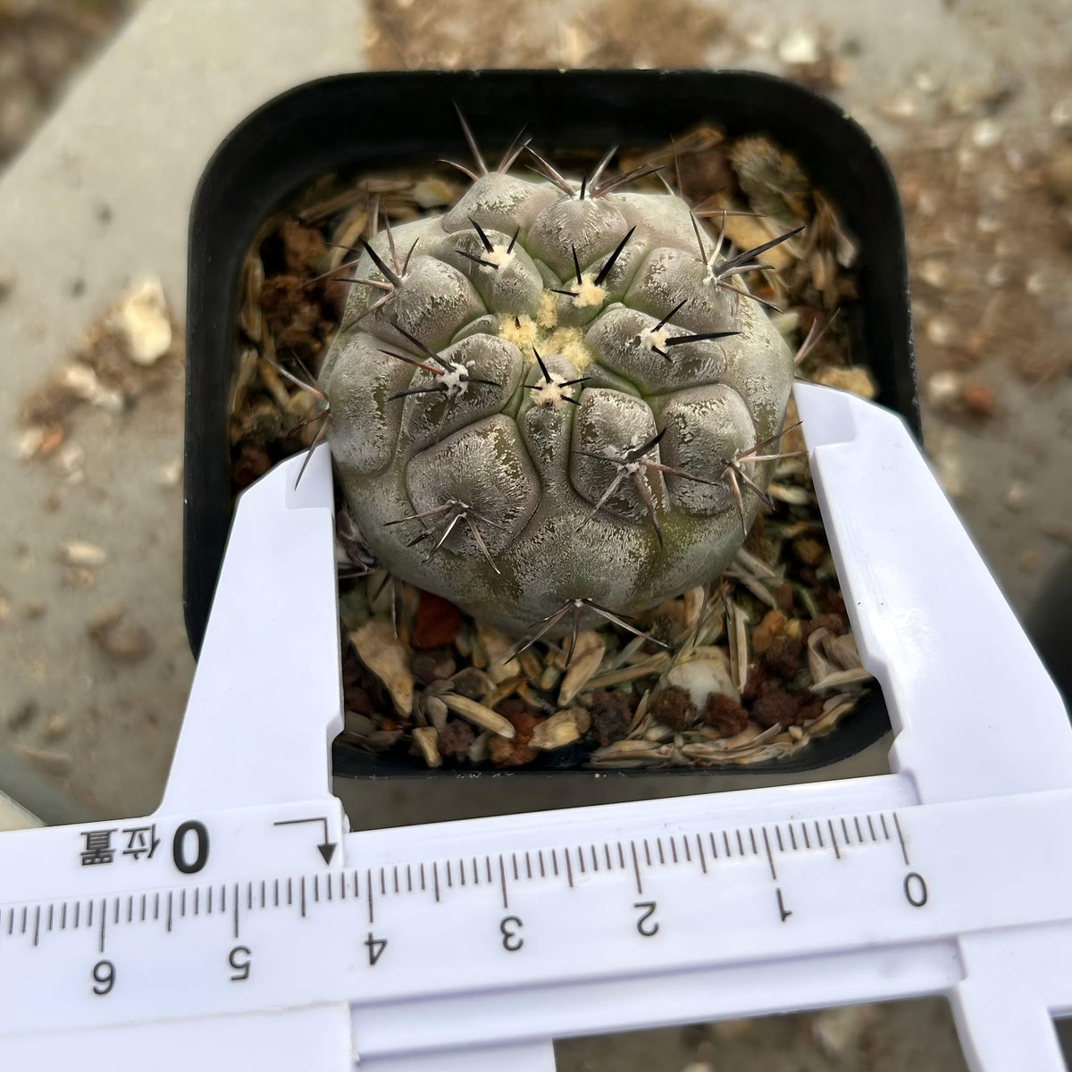 Copiapoa cinerea