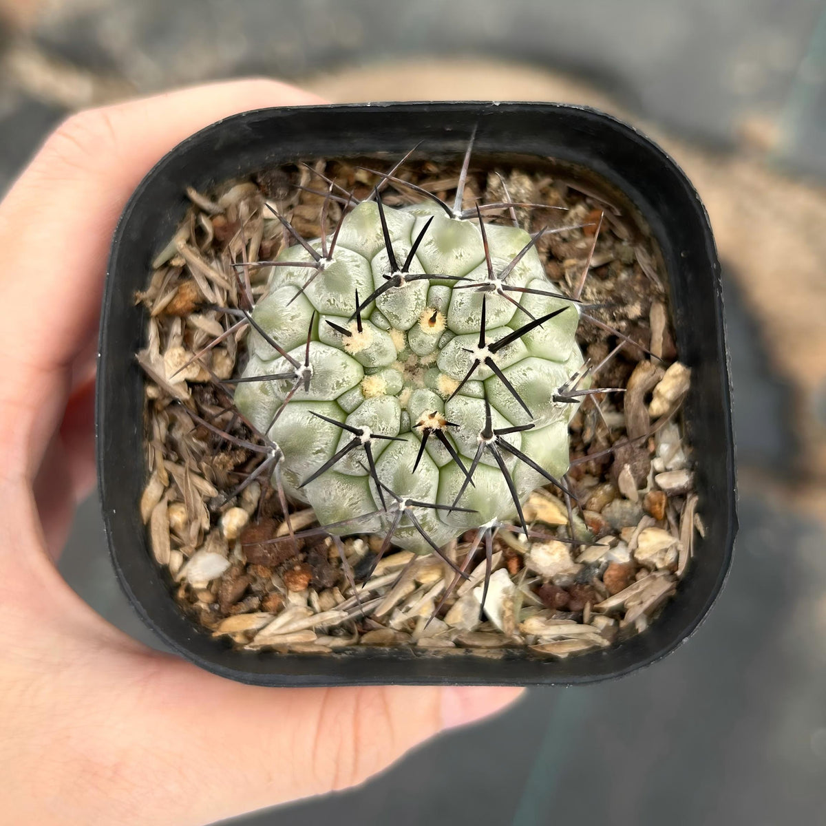 Copiapoa cinerea
