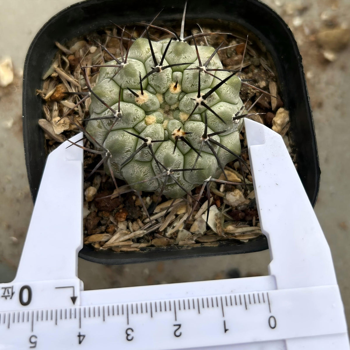 Copiapoa cinerea