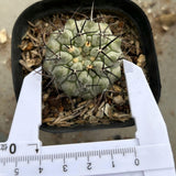 Copiapoa cinerea