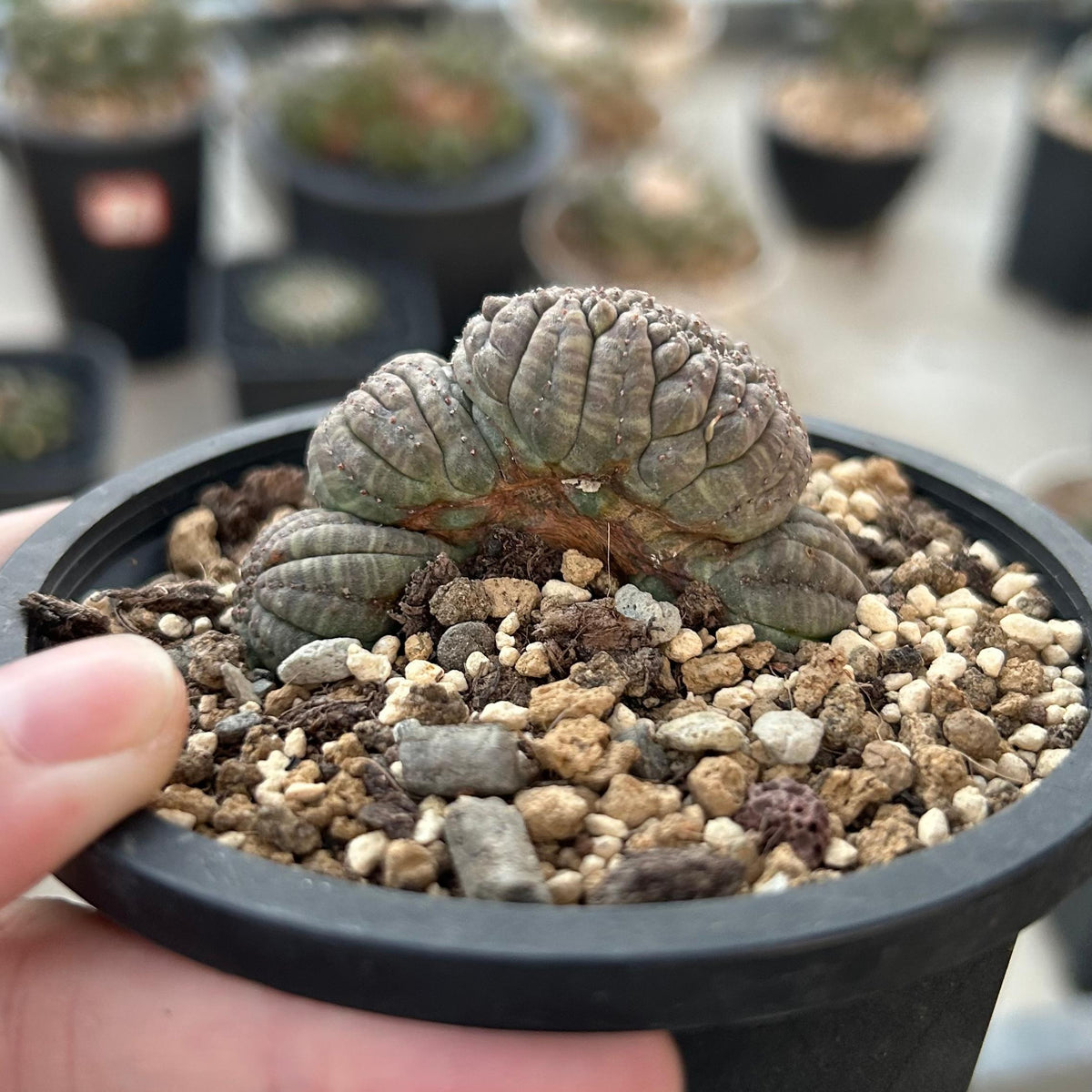Euphorbia obesa