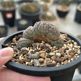Euphorbia obesa