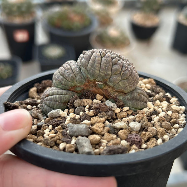 Euphorbia obesa
