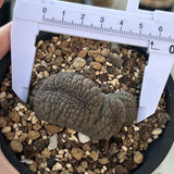 Euphorbia obesa