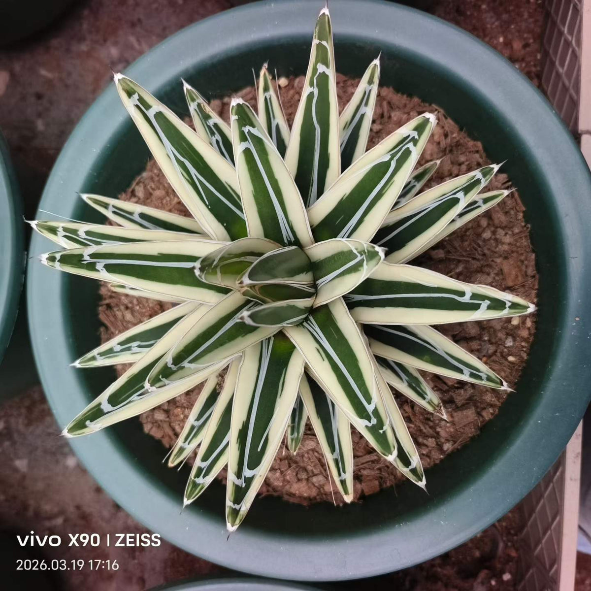 Agave victoriae-reginae 'White Rhino'