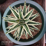 Agave victoriae-reginae 'White Rhino'