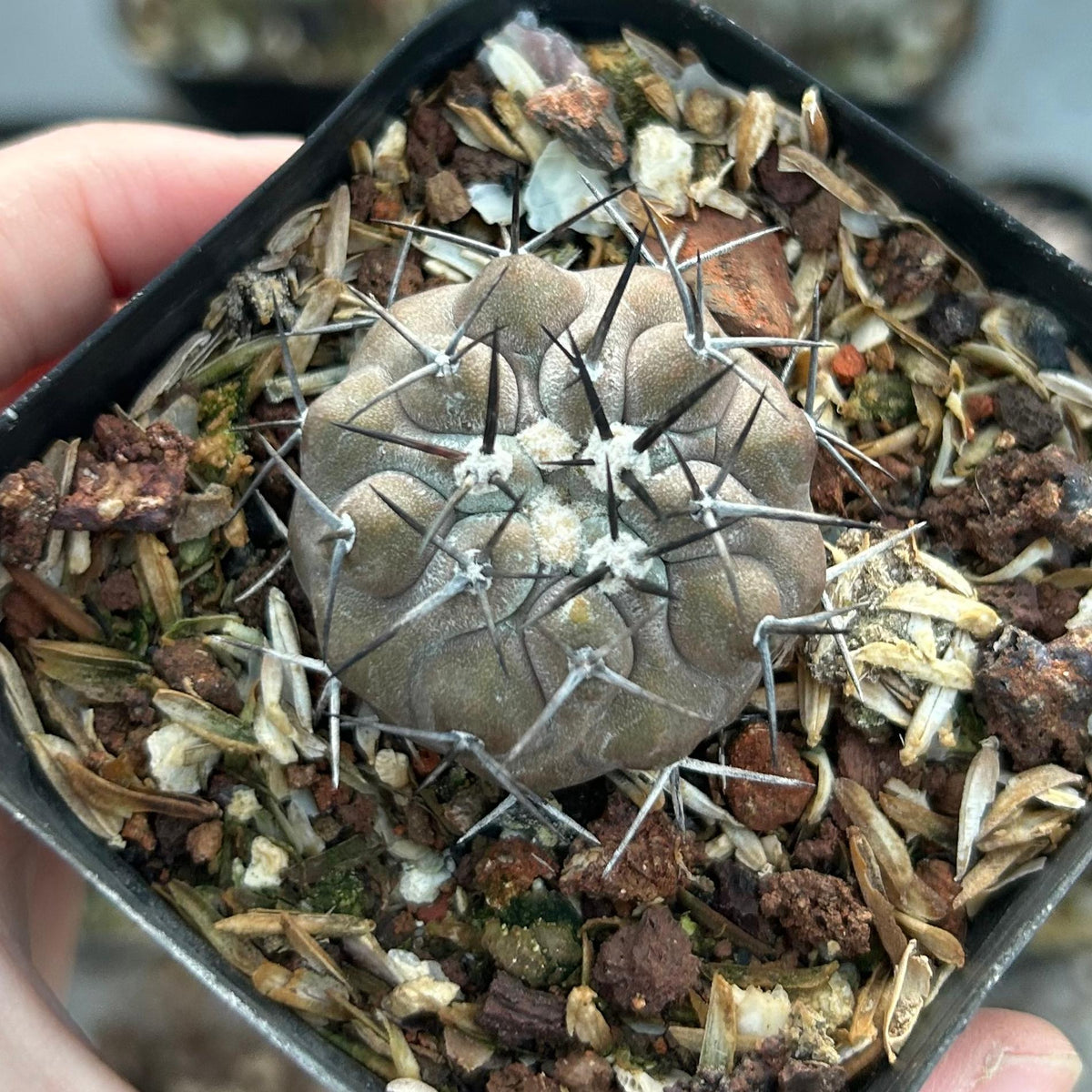 Copiapoa cinerea