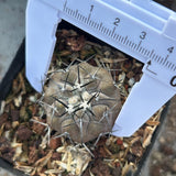 Copiapoa cinerea