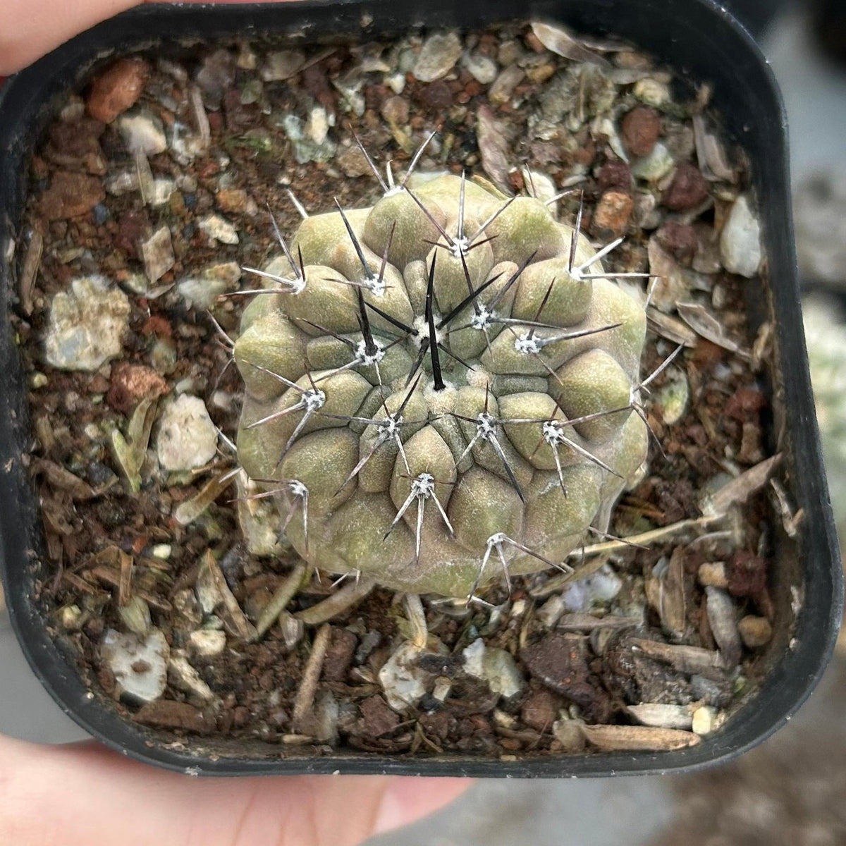 Copiapoa cinerea
