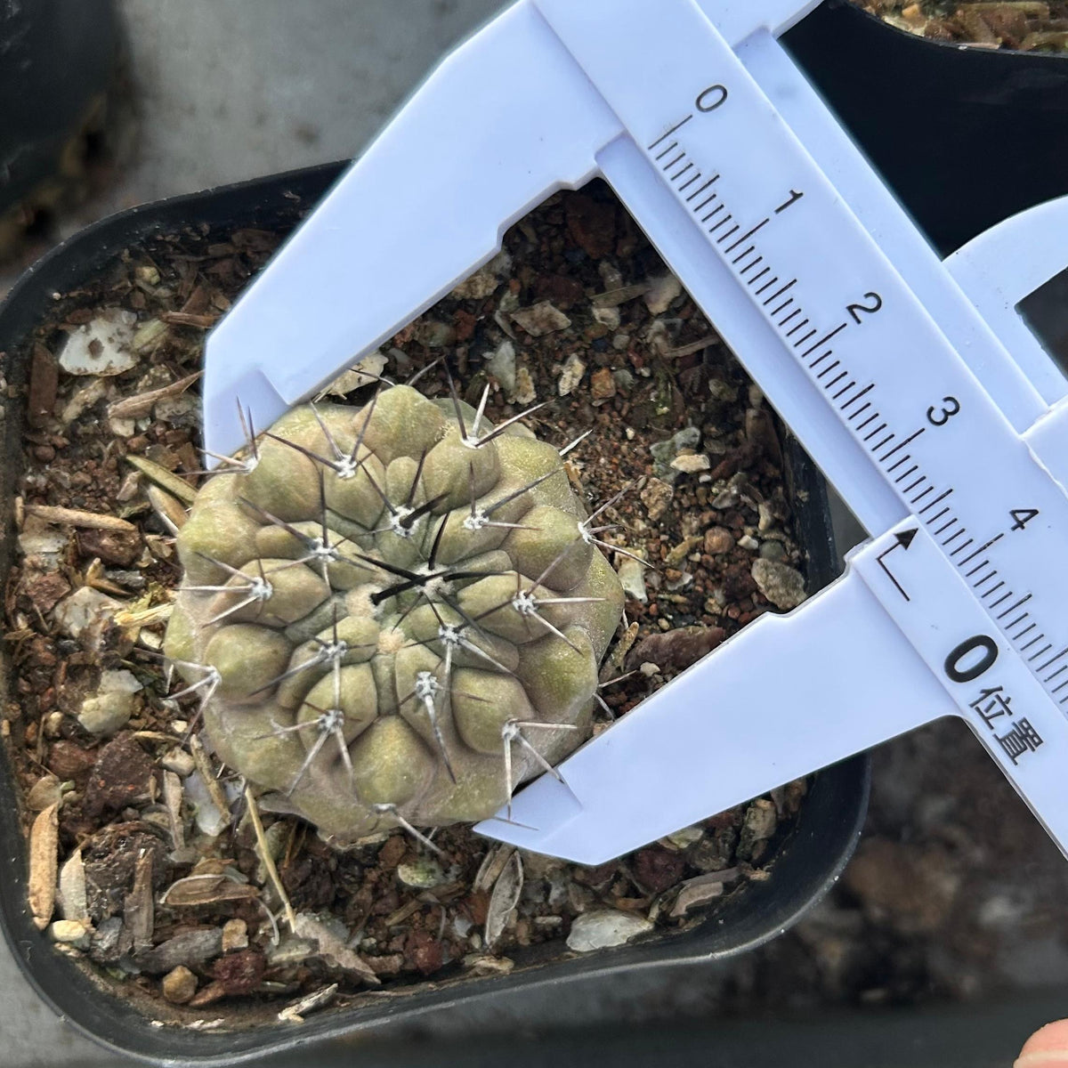 Copiapoa cinerea
